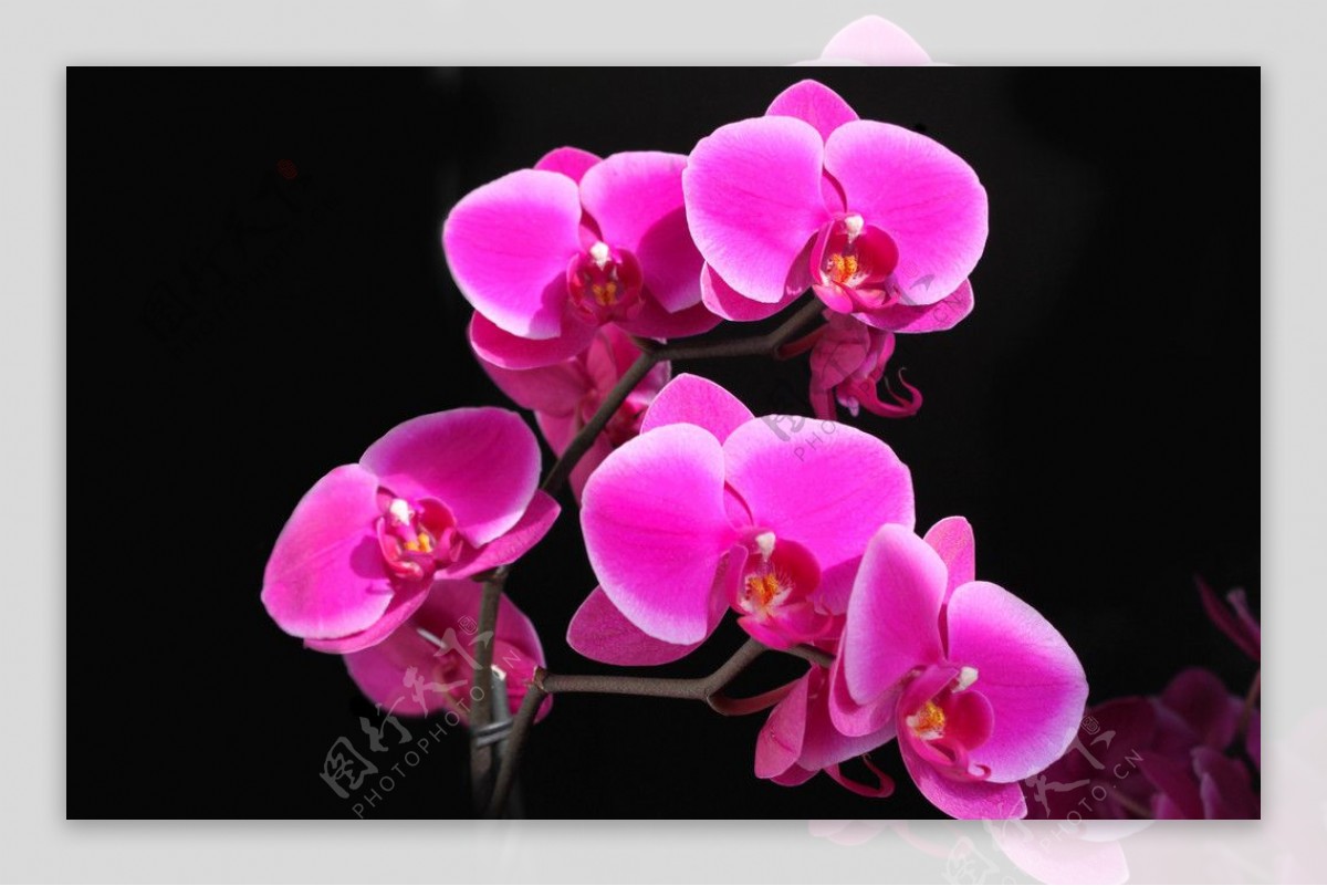 美丽盛开的紫红色兰花图片