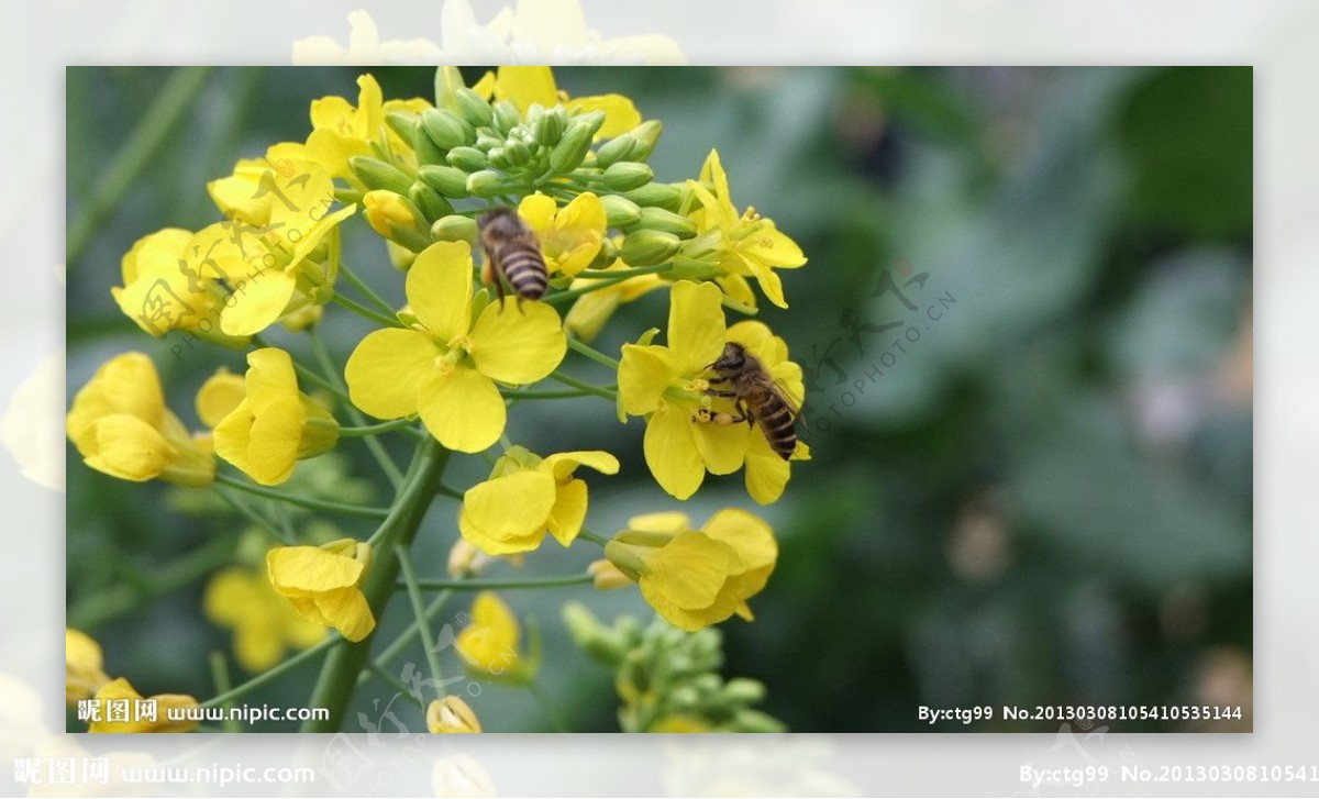 小蜜蜂油菜花图片