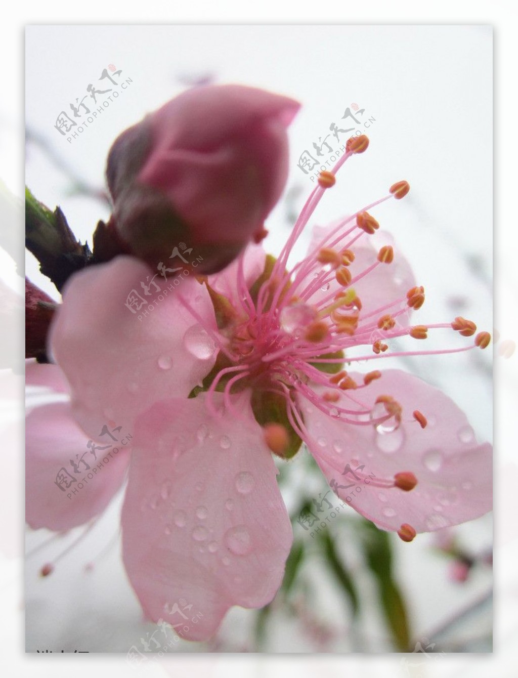 二月桃花图片