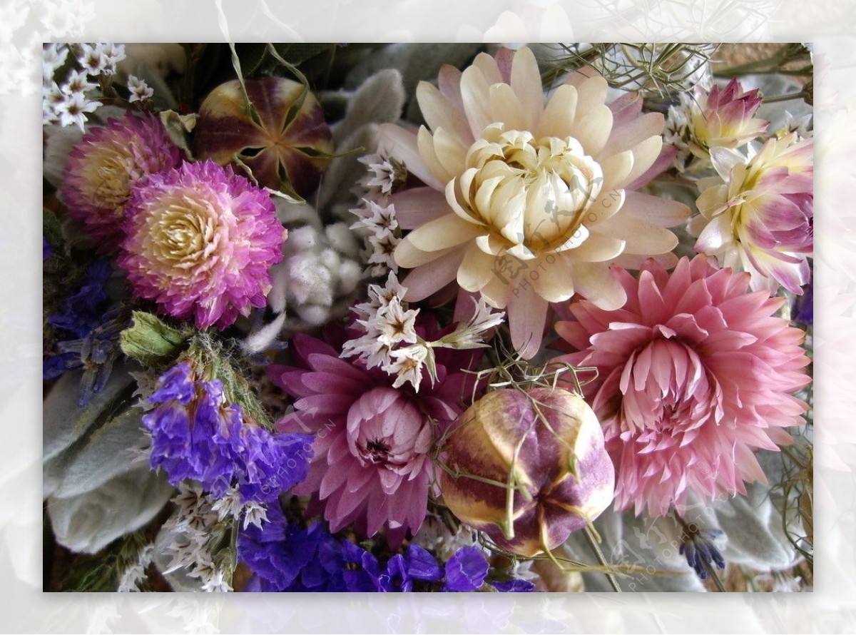 各式花卉花卉摄影图片