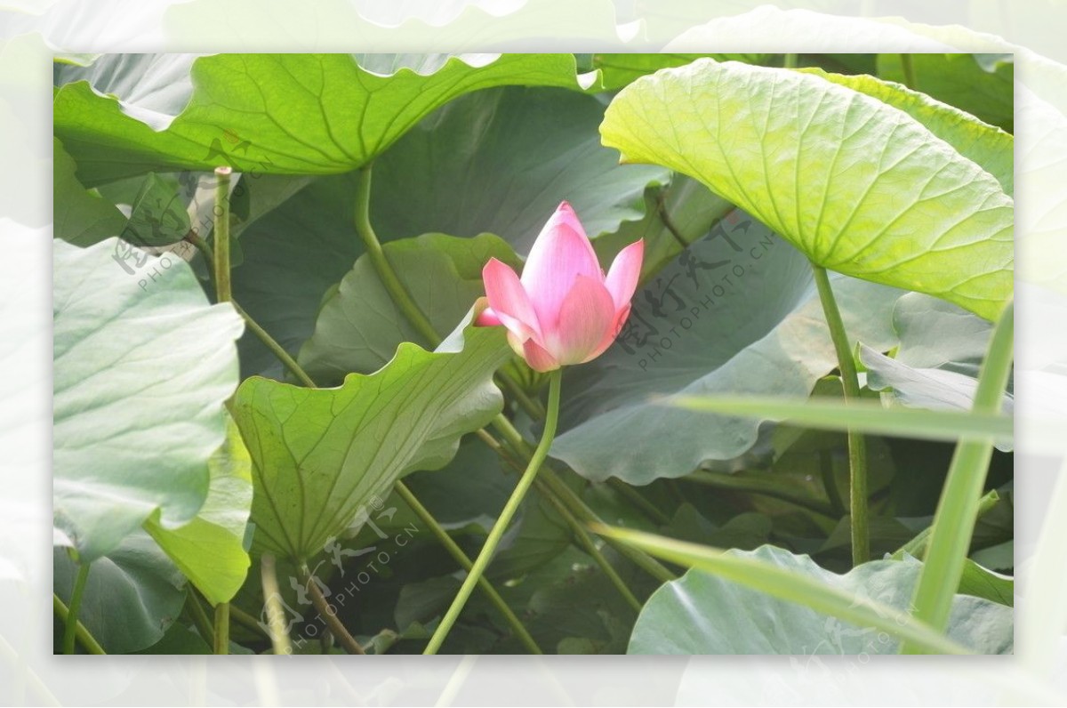 菏花花蕾图片