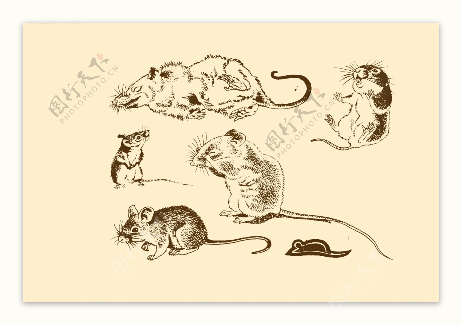 动物图案老鼠图片