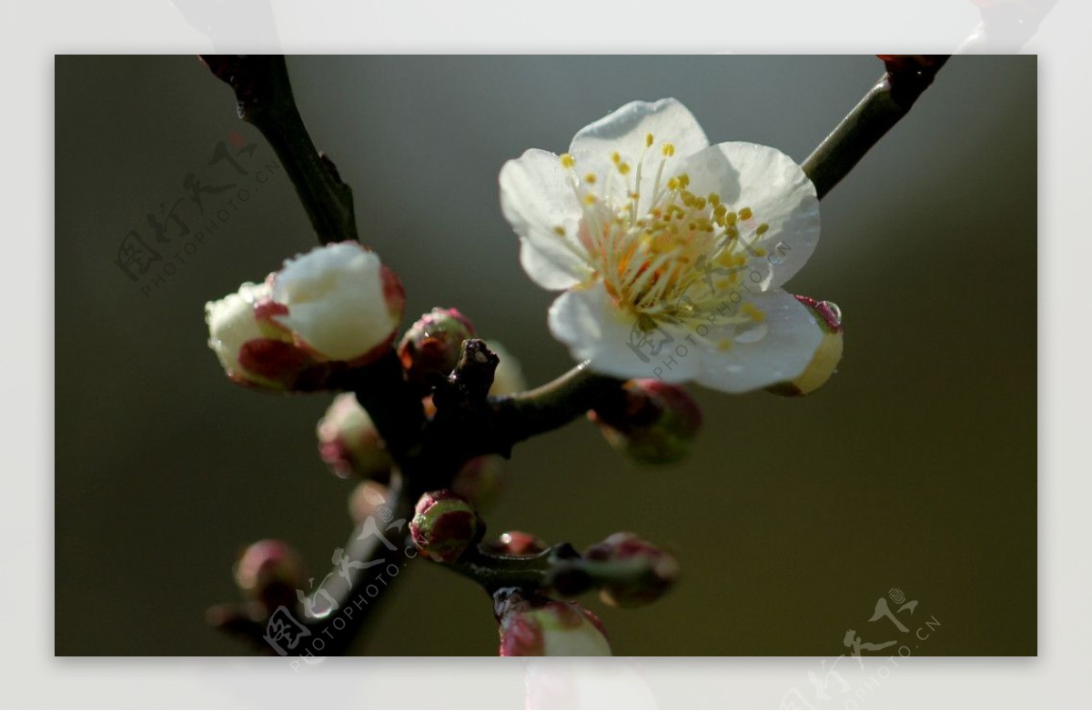 梅花图片