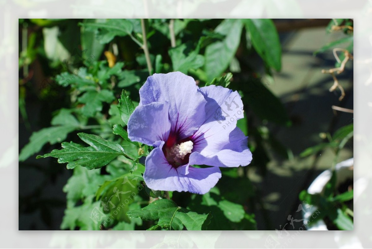 紫色芙蓉花图片