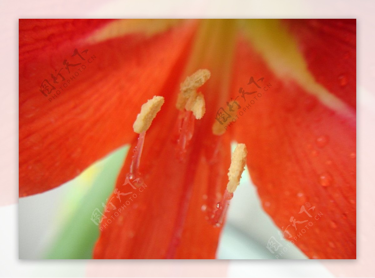 红色蒜葱花图片