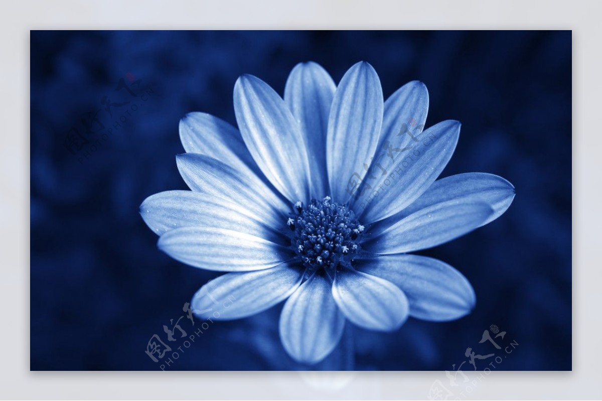 蓝调雏菊图片