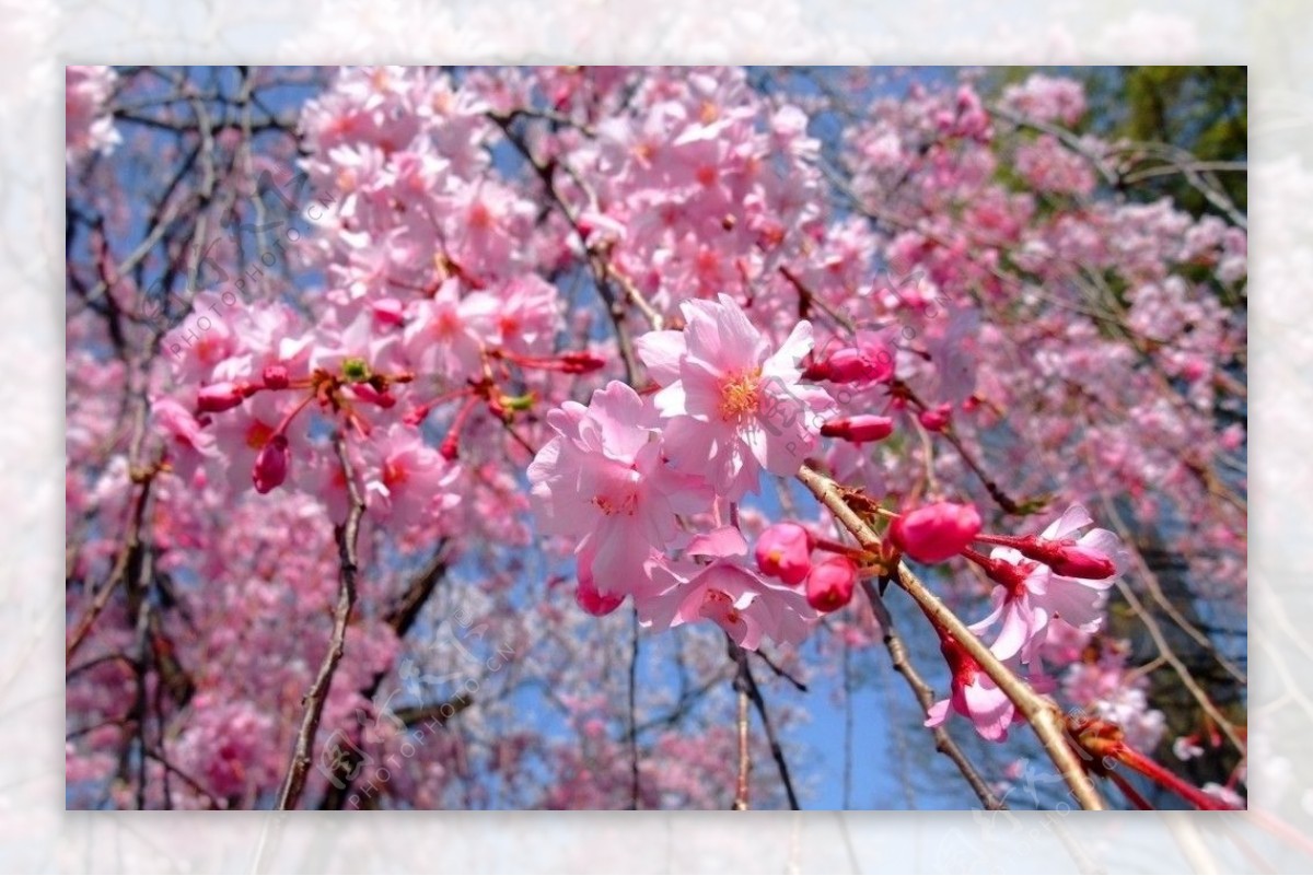 美丽的桃花图片