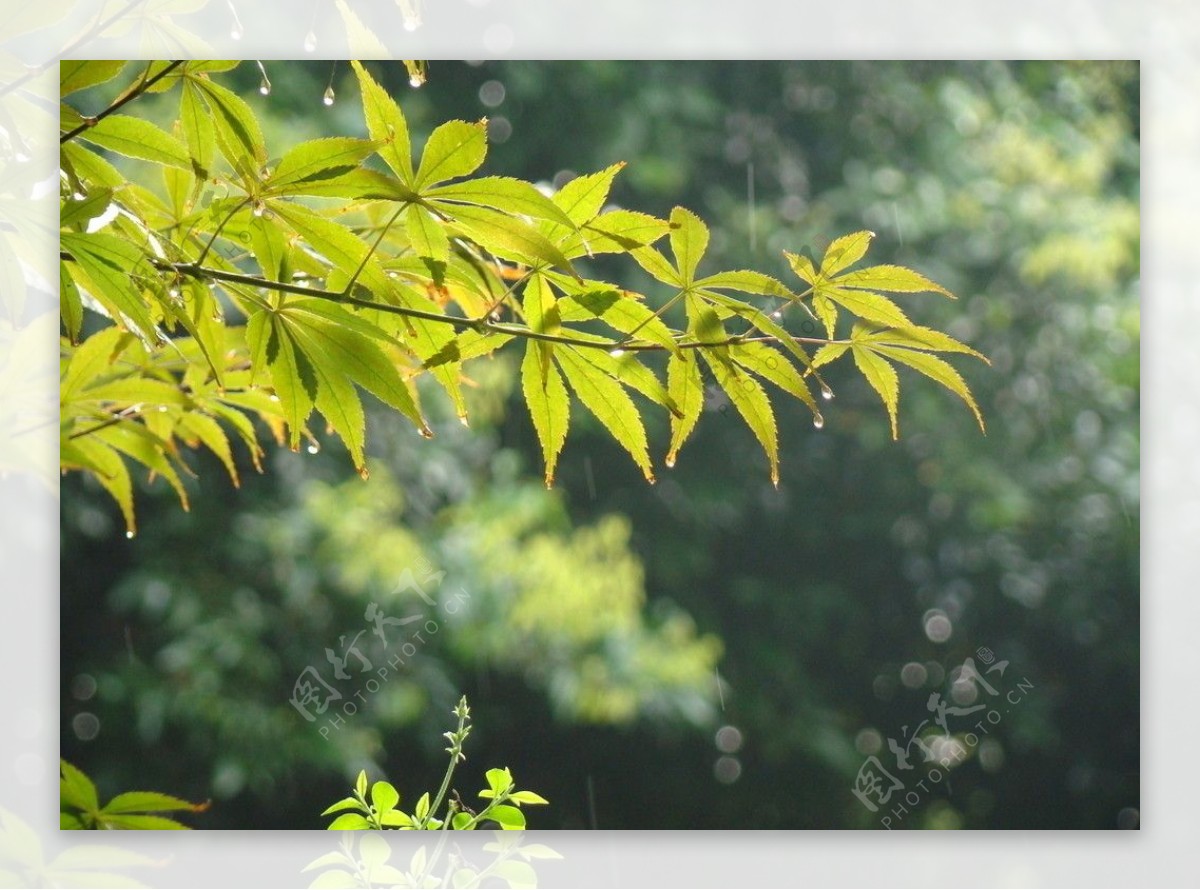 雨后复斜阳枫叶片片香图片