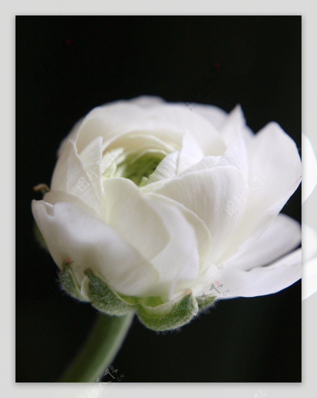 白色牡丹花蕾图片