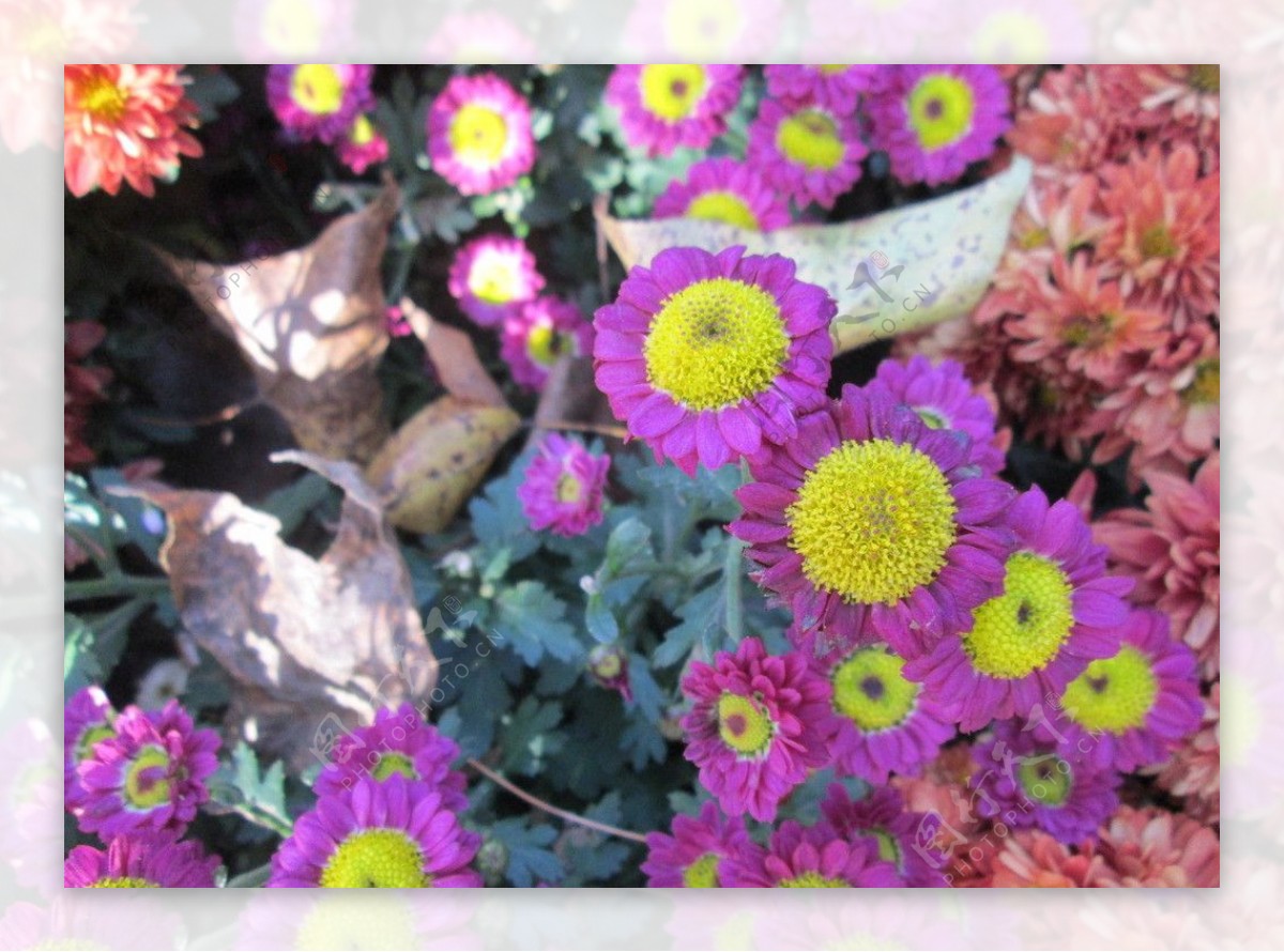 紫甘菊图片