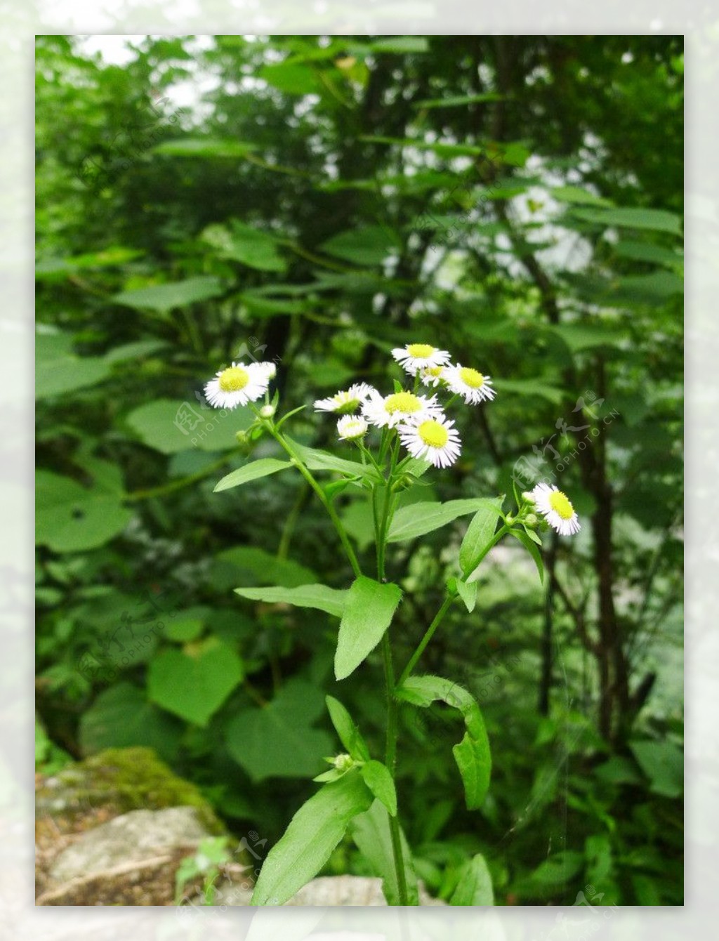 野菊花图片