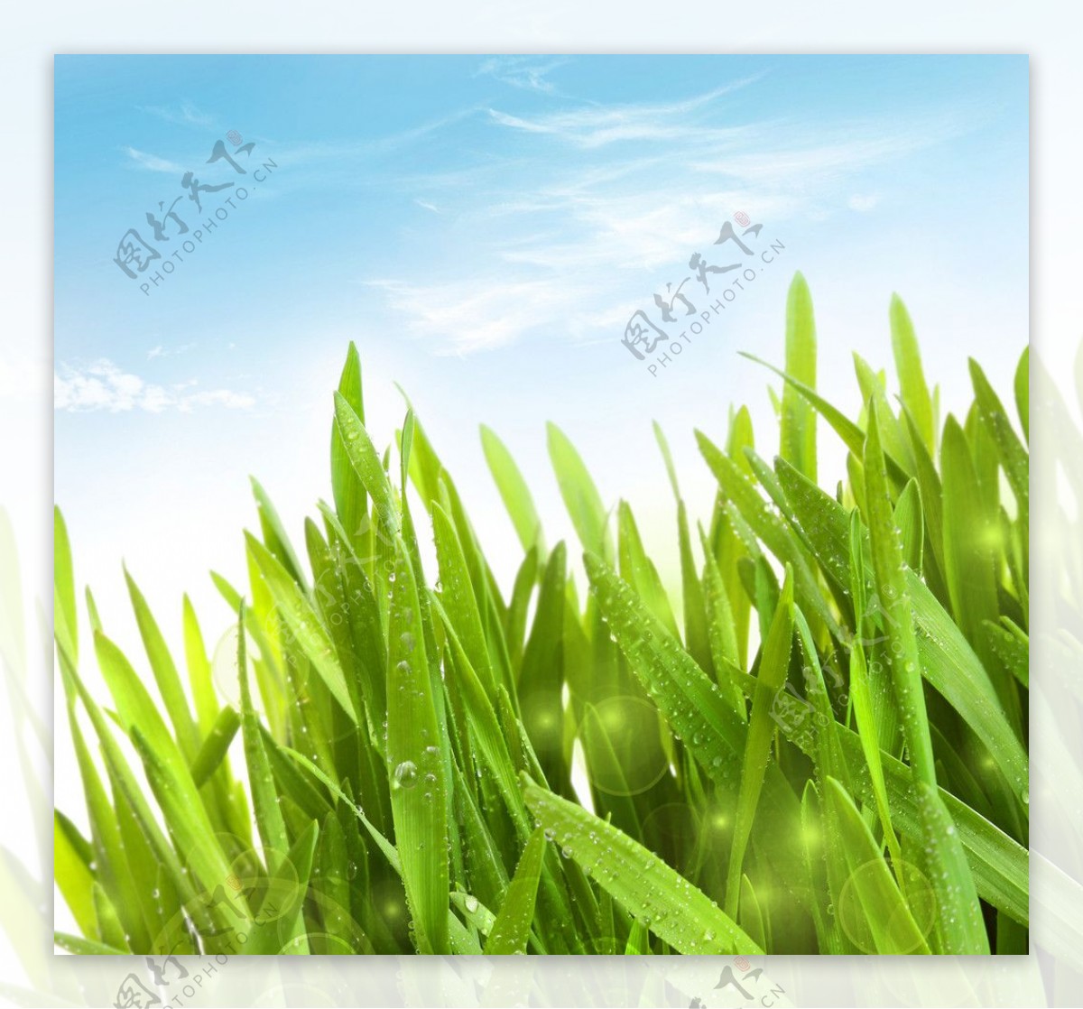 Free Images : nature, plant, field, lawn, meadow, sunlight, leaf ...