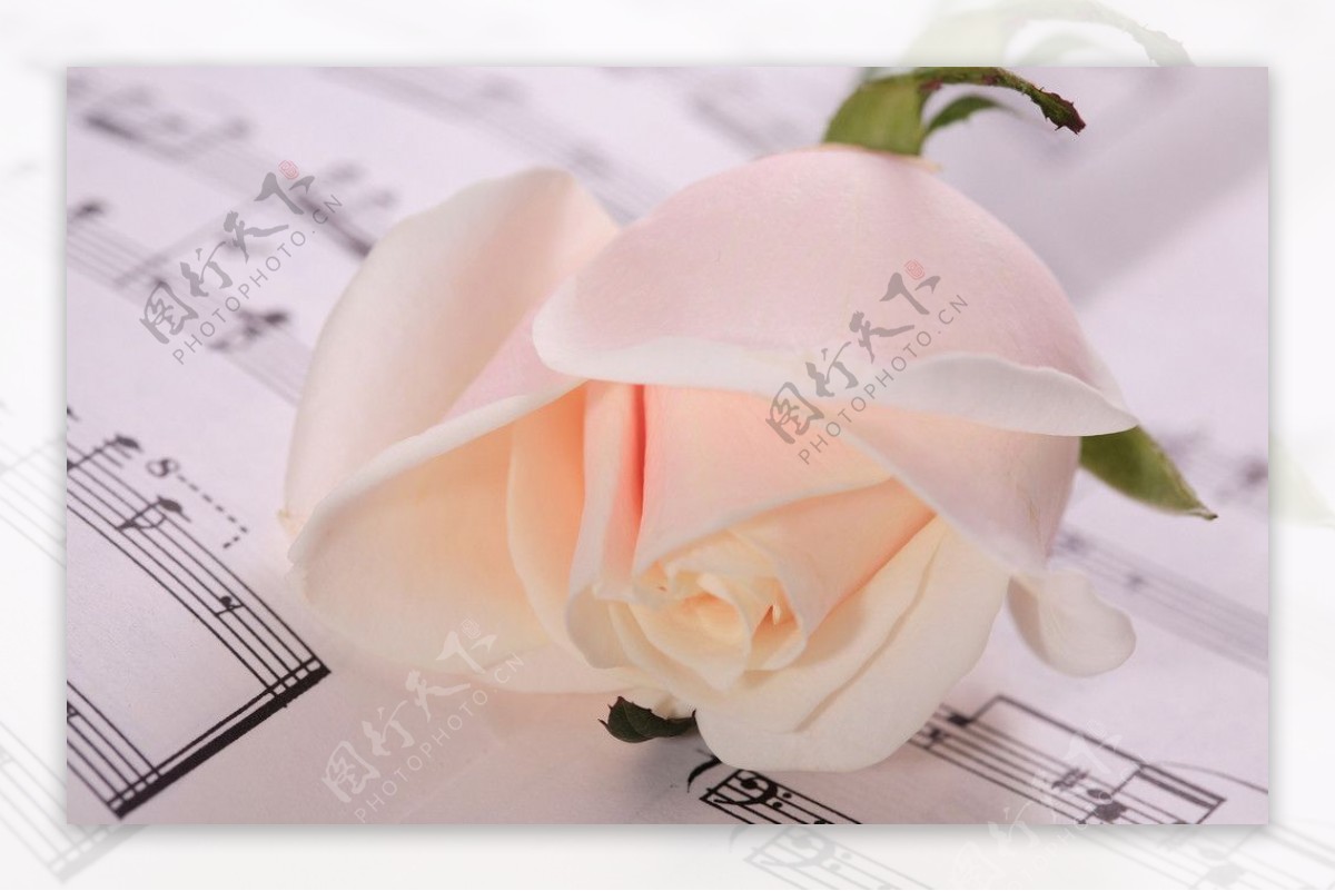 玫瑰花乐谱图片