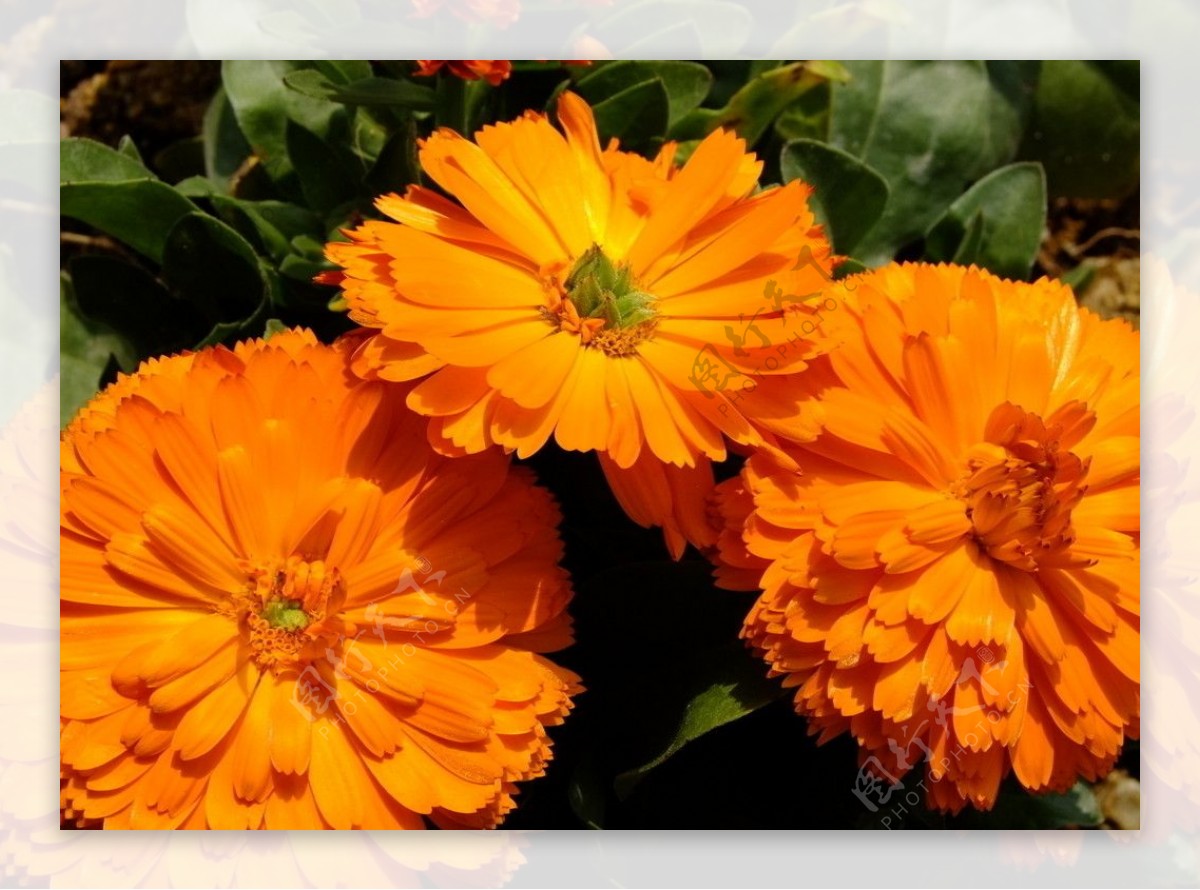 橙色菊花图片