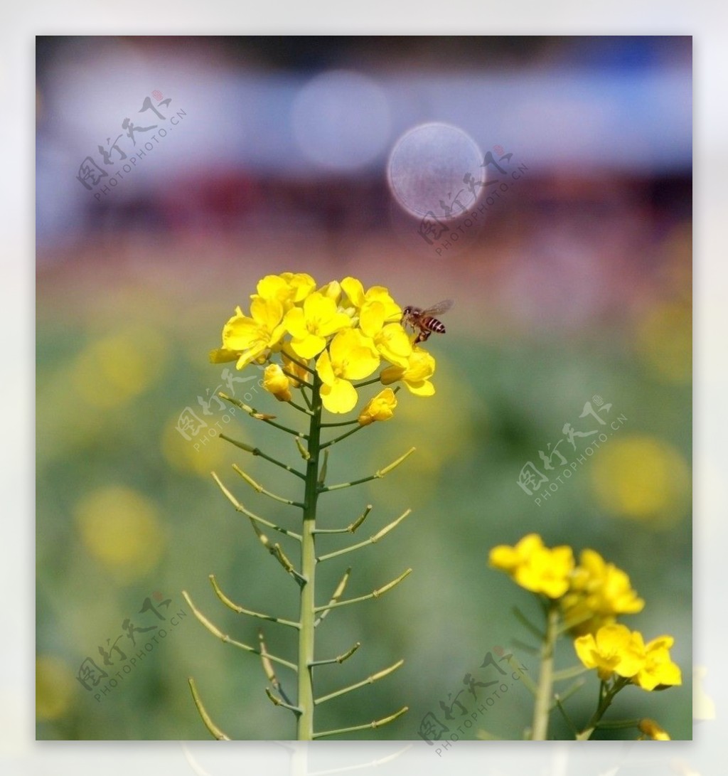 油菜花图片