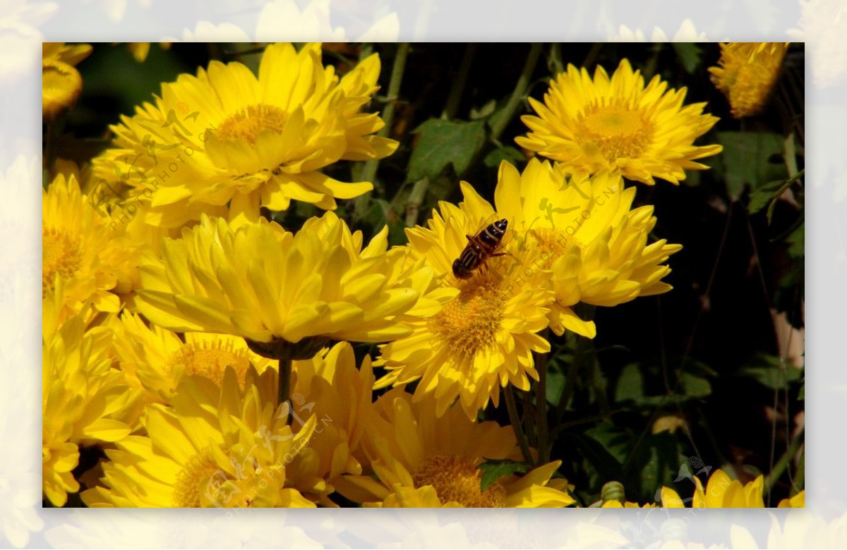菊花丛中一只蜂图片