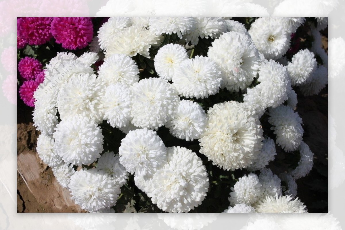 白色翠菊图片