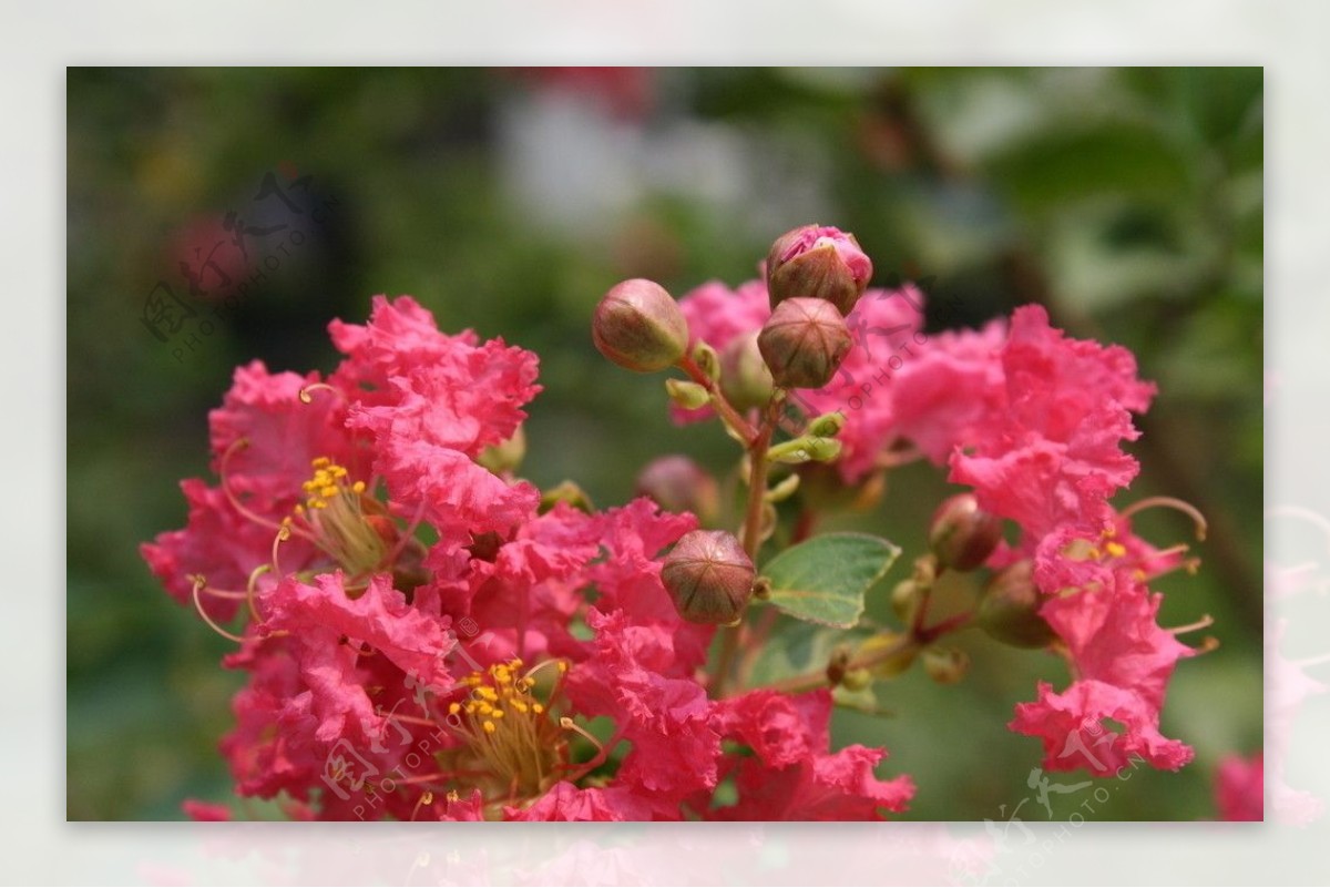 高清花蕊图片