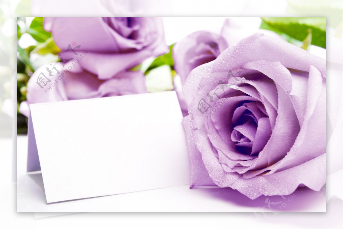 紫色玫瑰卡片图片
