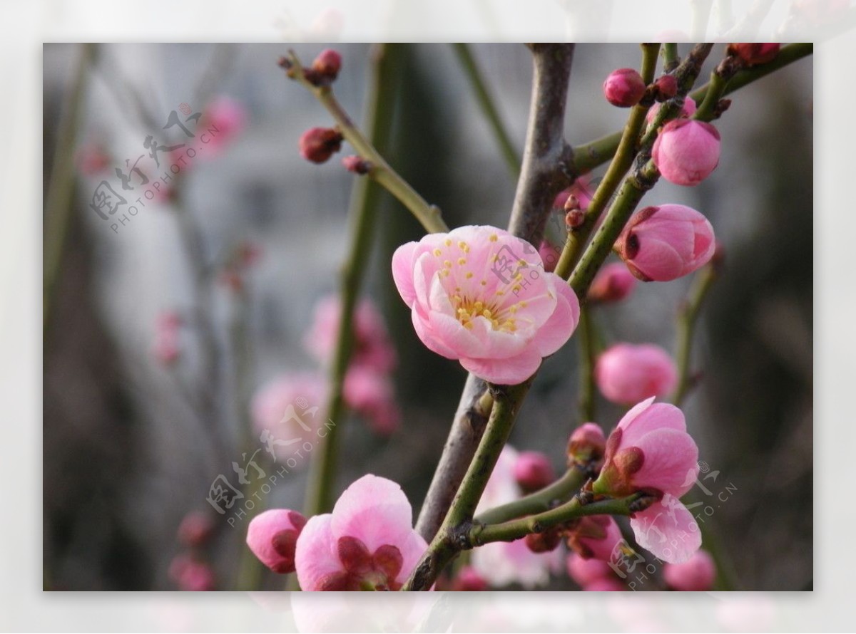 花之语系列桃花图片