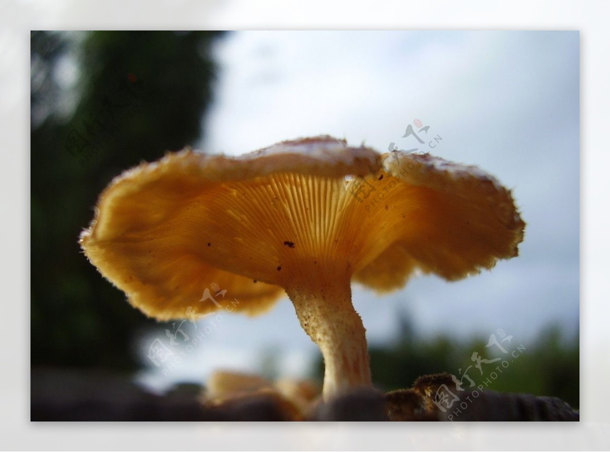 野生蘑菇菌类植物高清壁纸-千叶网
