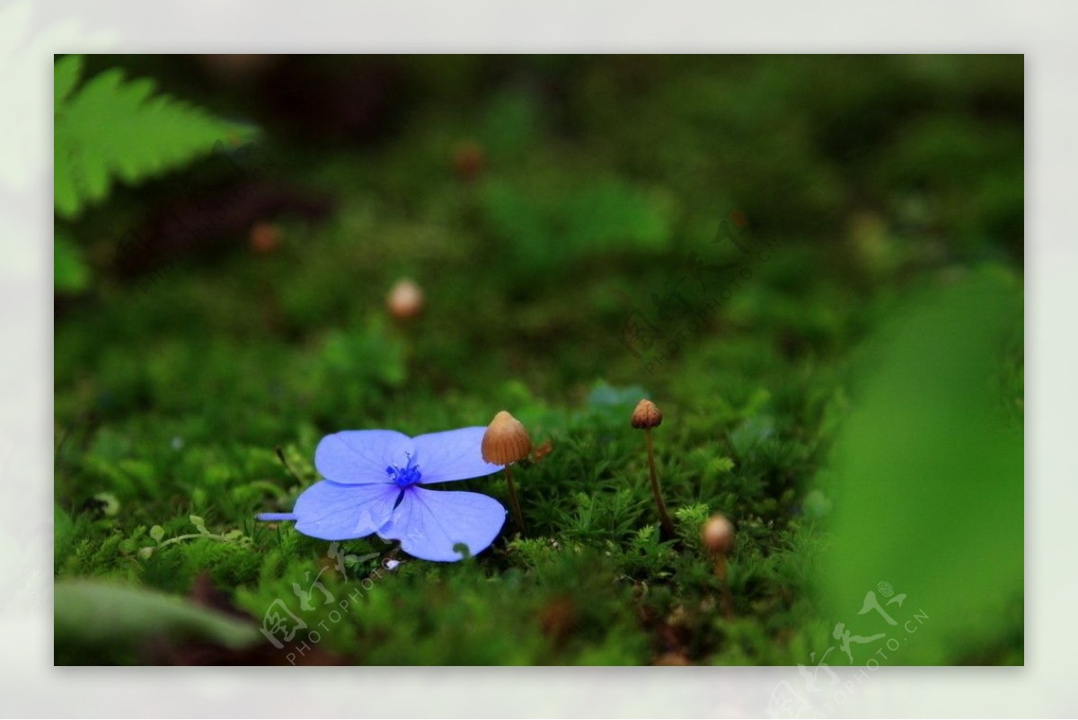 小茴香开花|摄影|生态|sosovipp - 原创作品 - 站酷 (ZCOOL)