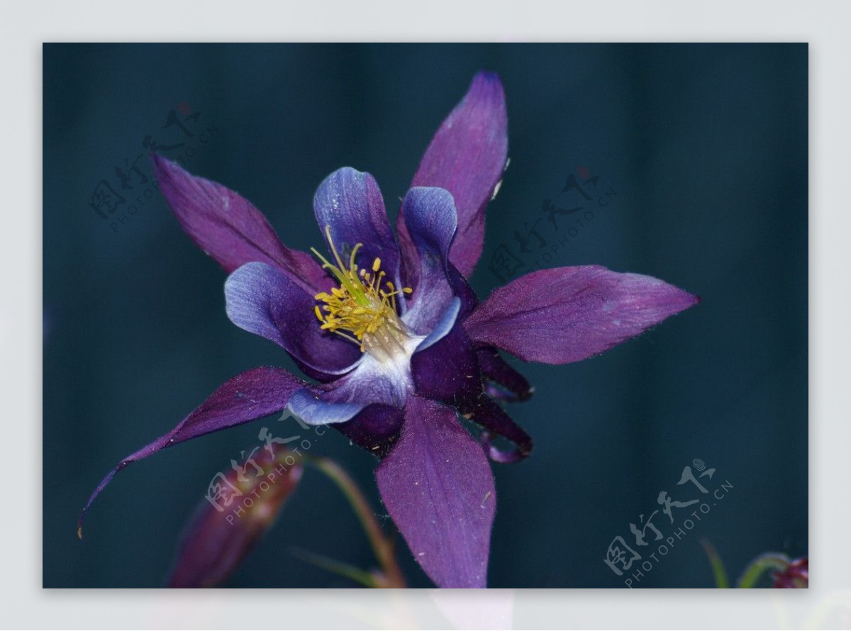 高清紫色花朵图片