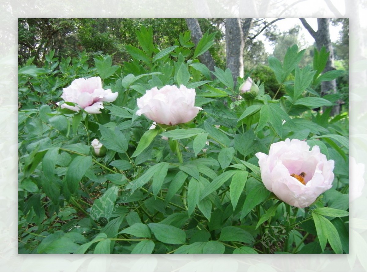 牡丹花植株图片