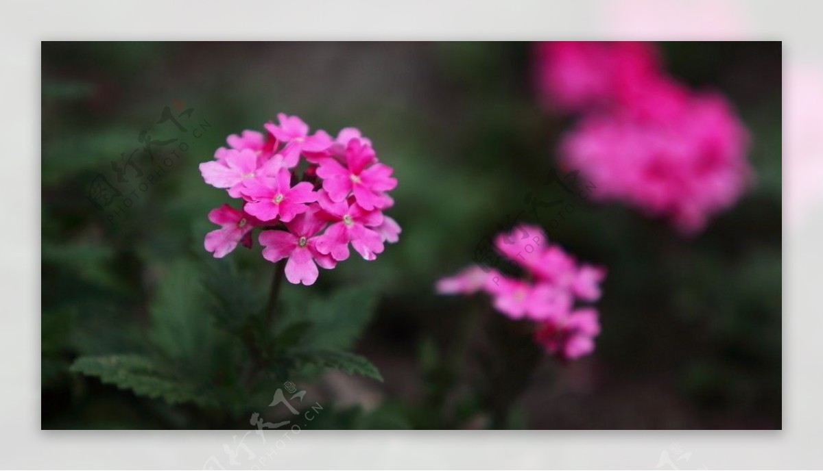 花卉特写图片