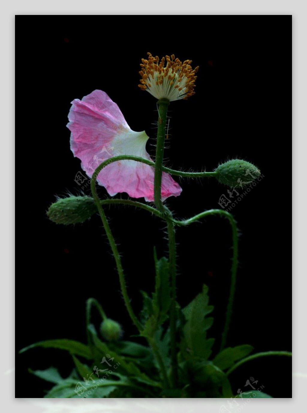 粉色罂粟花图片