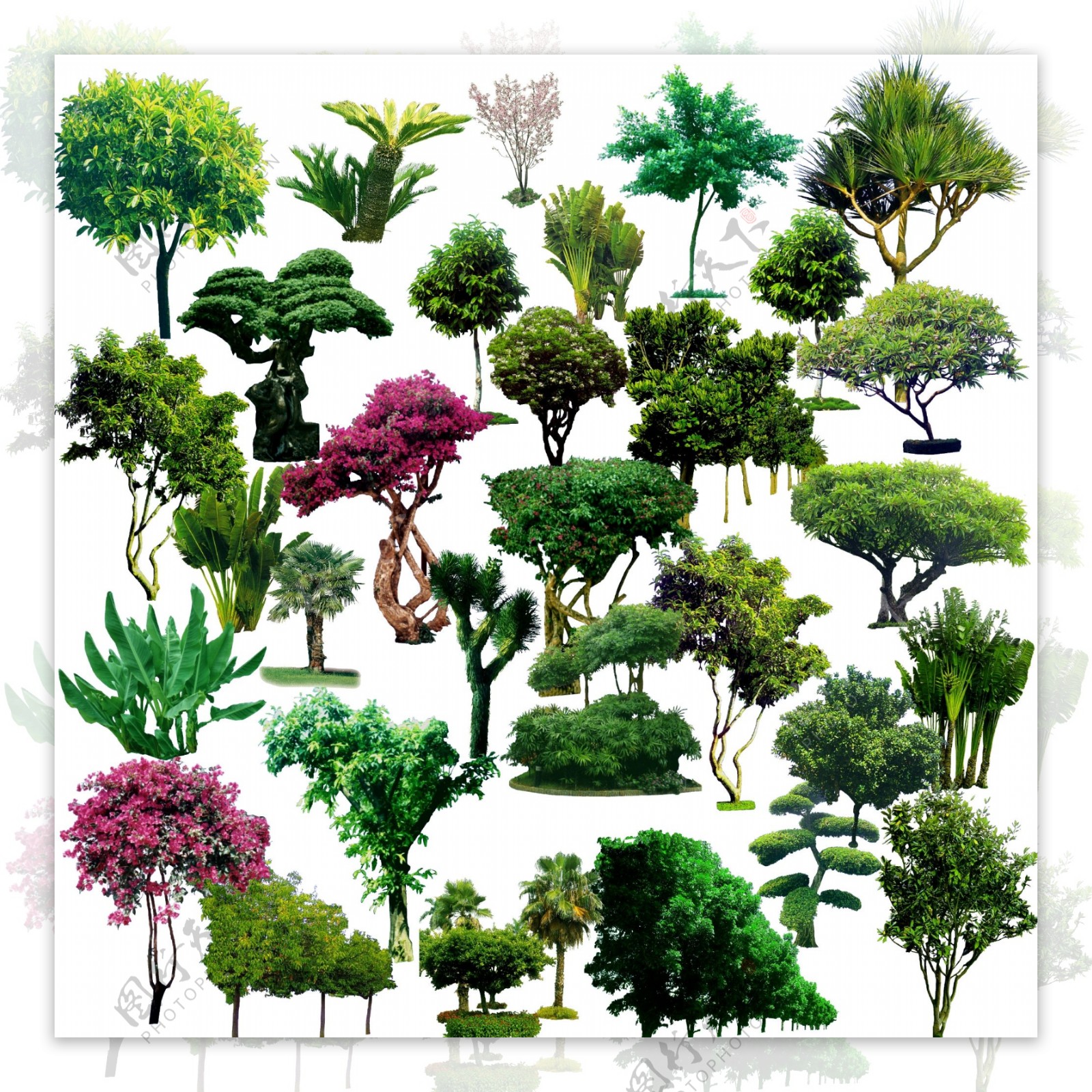 树木素材图片