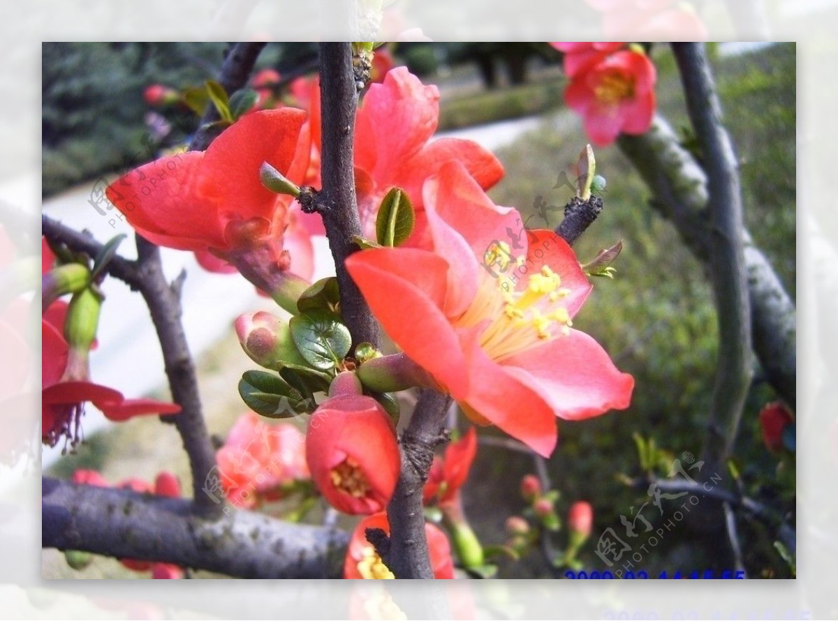 海棠花图片