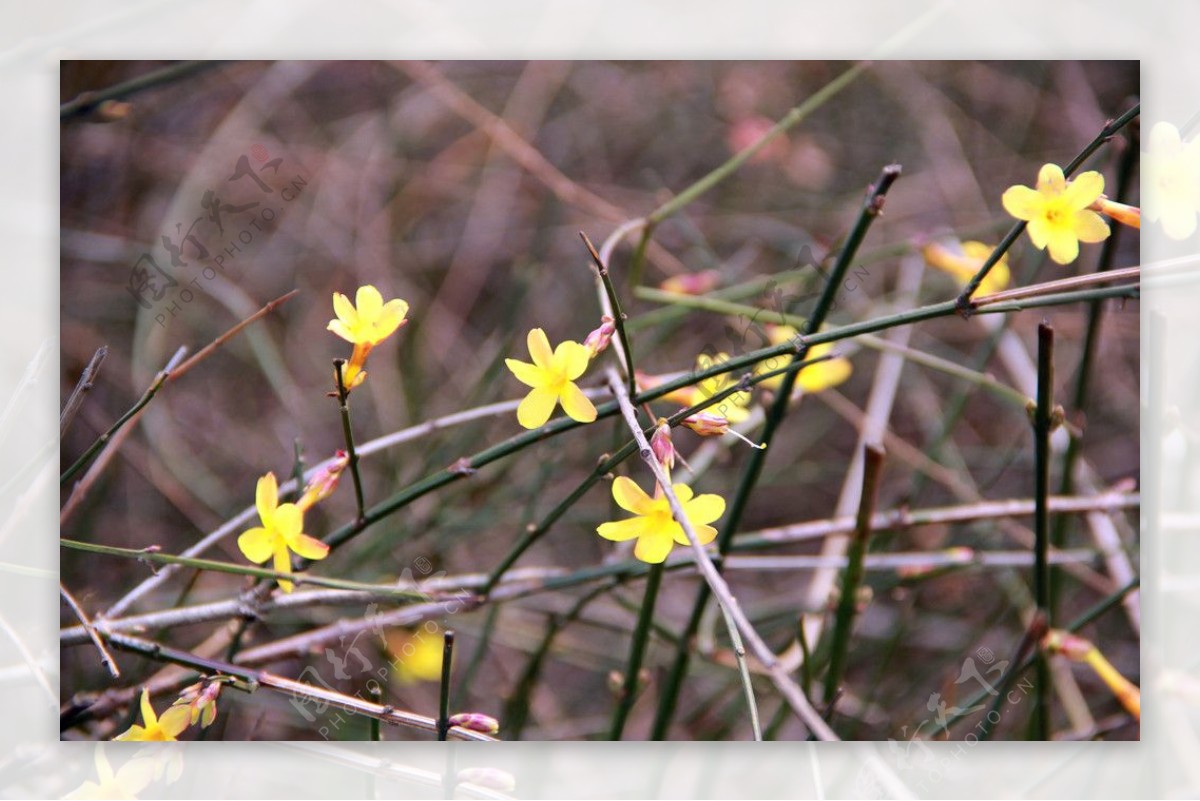 翡翠湖园里面的迎春花图片