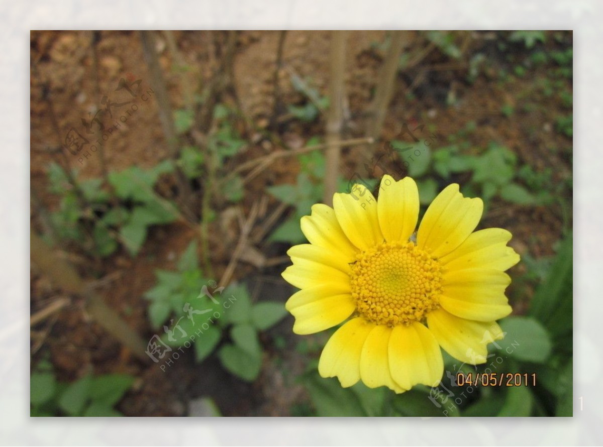 野菊花图片