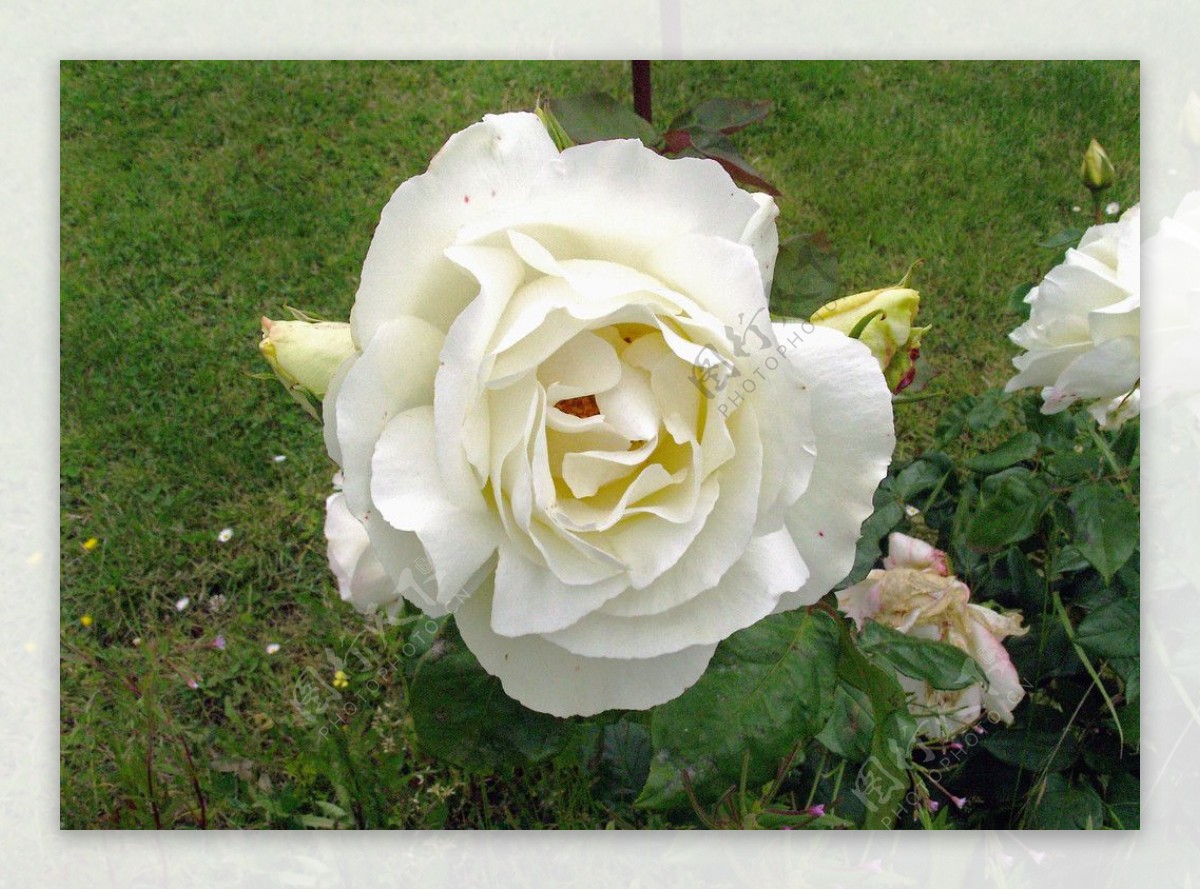 英国白玫瑰图片