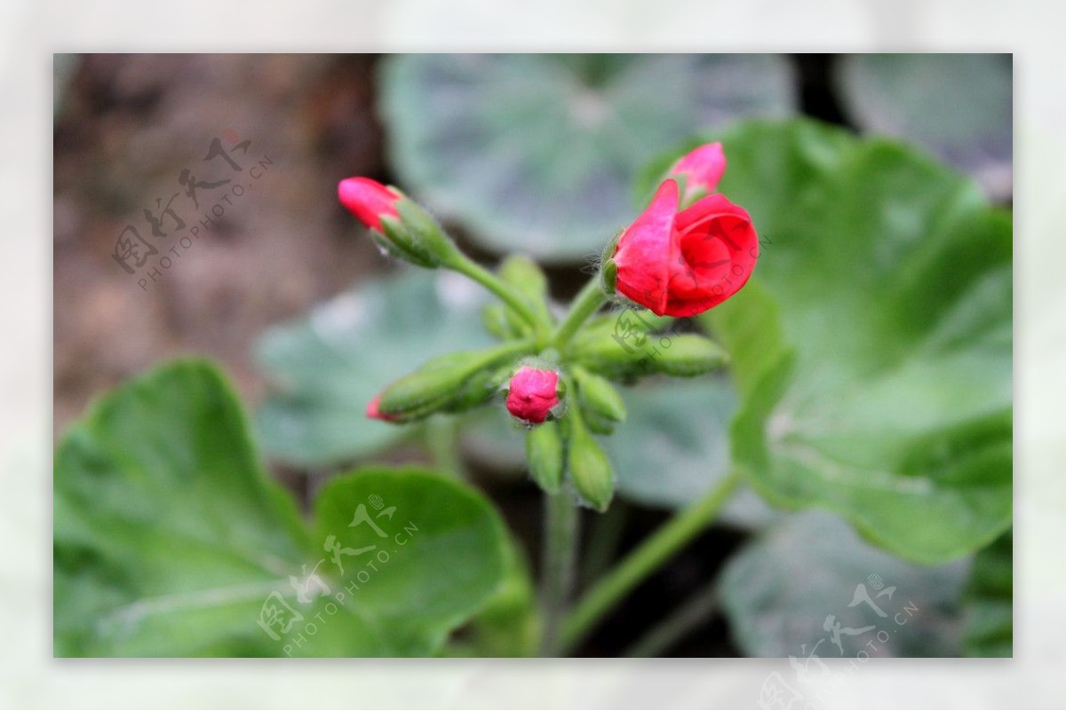 含苞待放花蕾图片