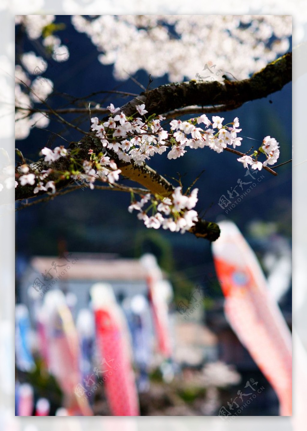 櫻花迎春图片