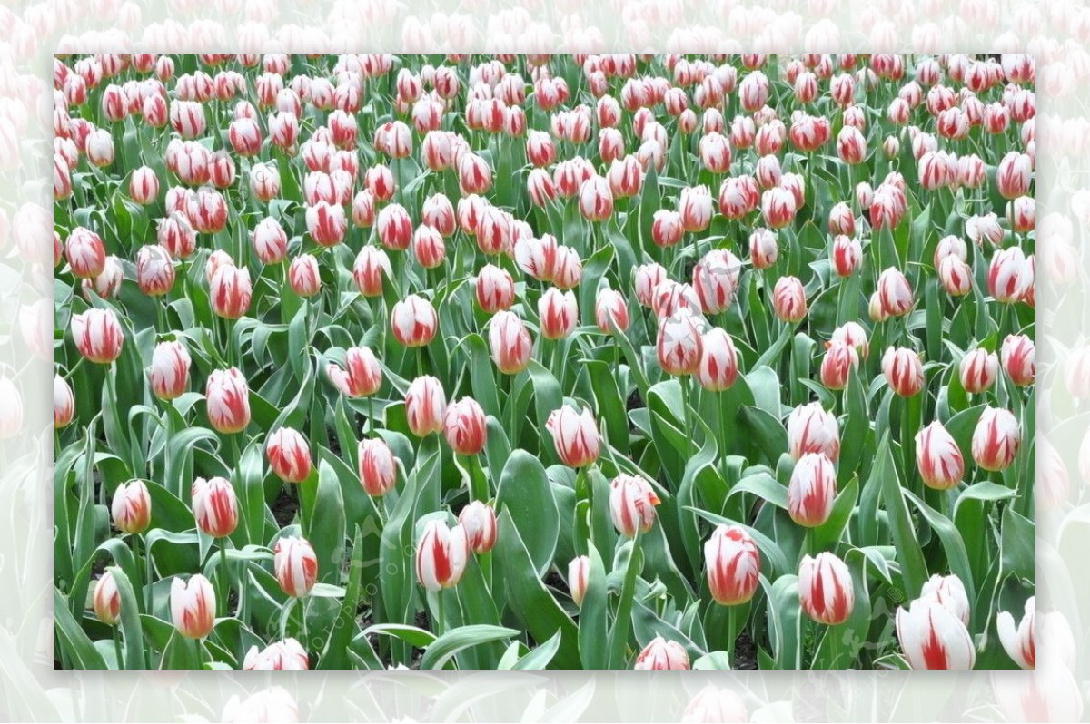 荷蘭國花鬱金香图片