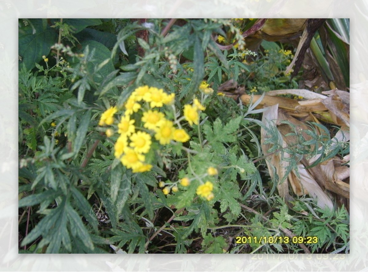 野生黄菊花图片