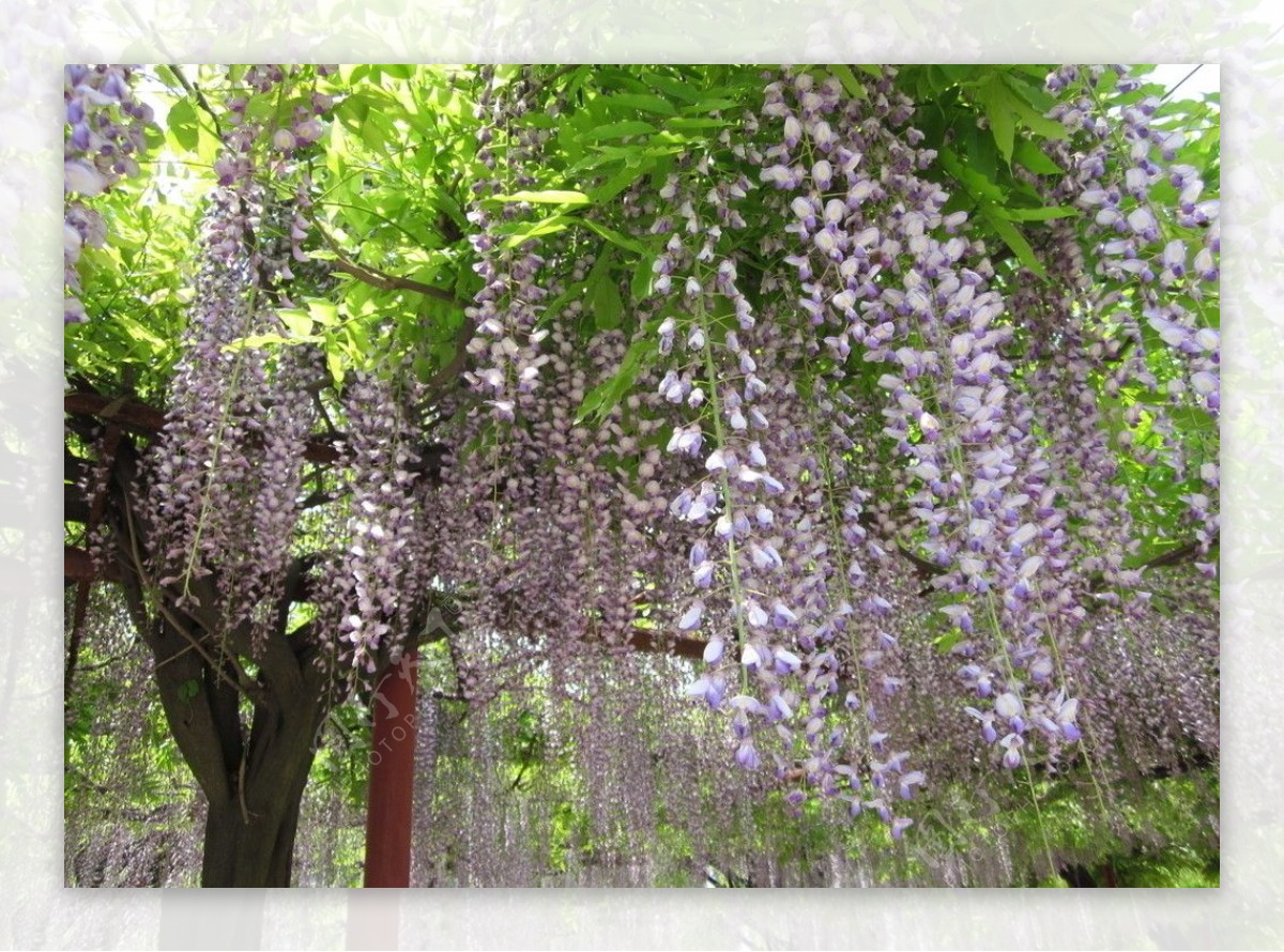 紫藤花开盛景图片