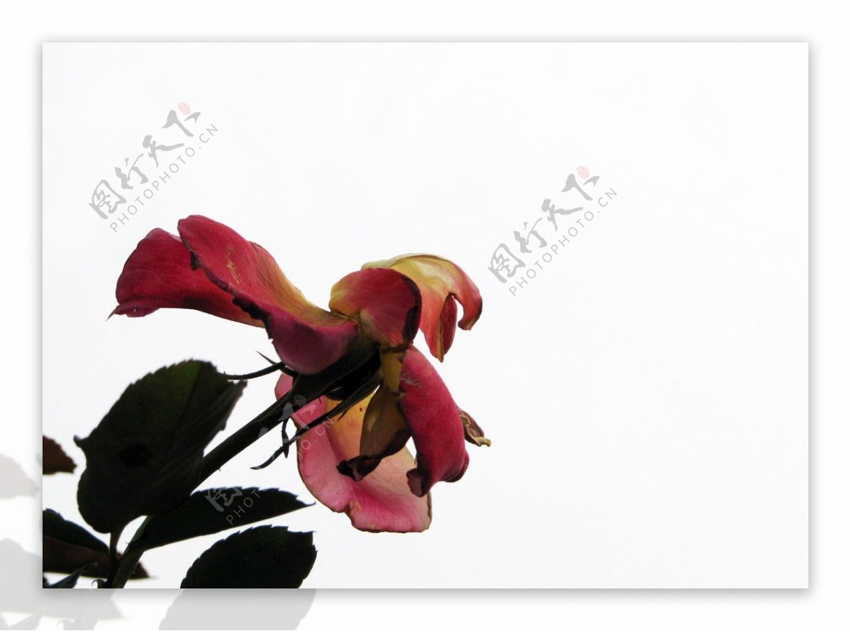 凋谢的玫瑰花瓣图片,玫瑰花瓣凋落图片,一朵凋的玫瑰花图片_大山谷图库