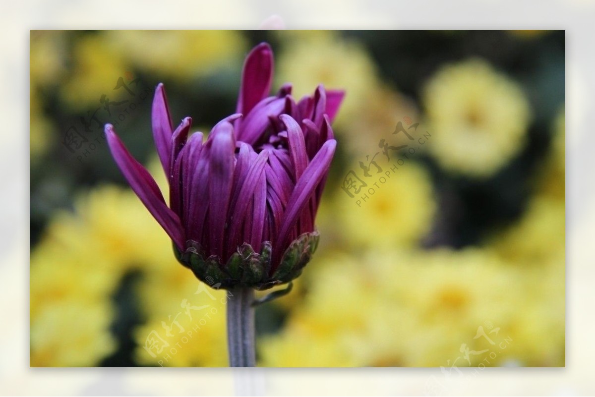含苞待放的紫菊图片