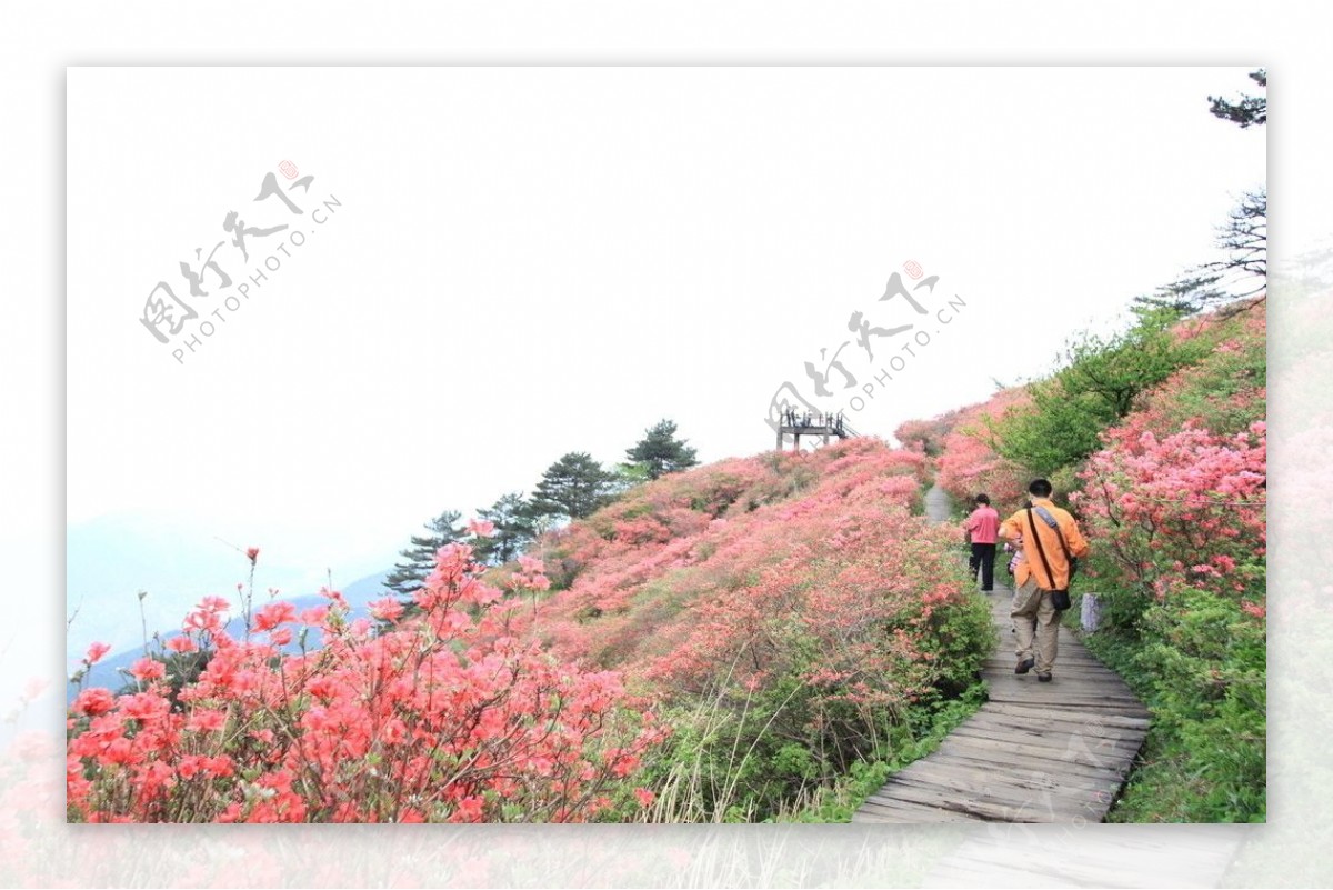 杜鹃花海图片