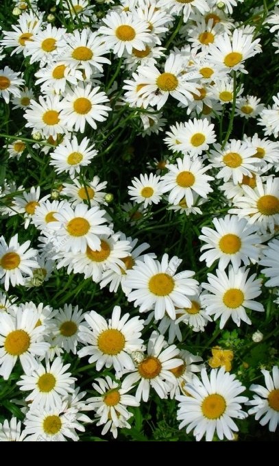 白色菊花从图片