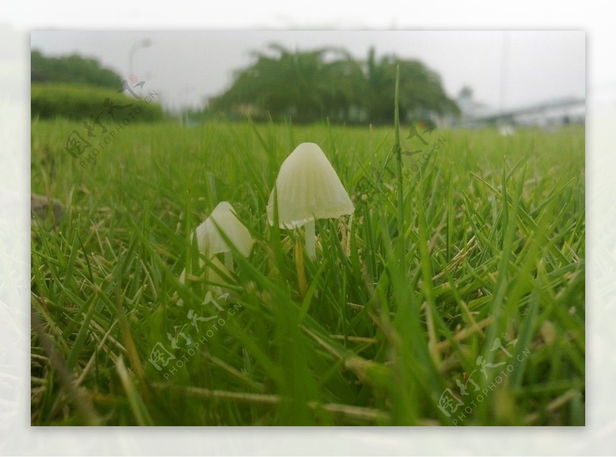 伞状蘑菇图片