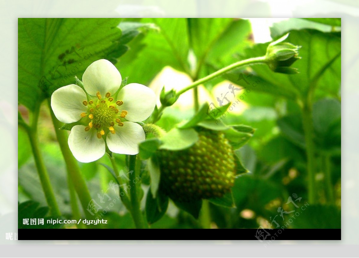 草莓花摄影图JPG图片