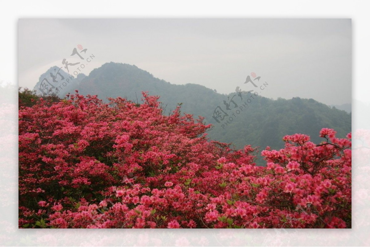 杜鹃花图片