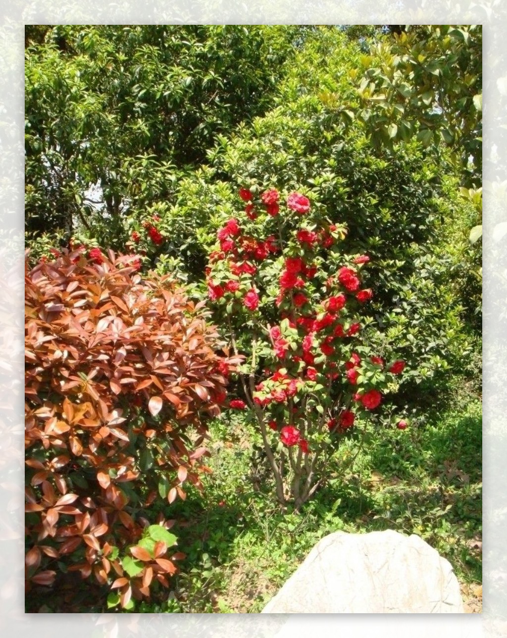 公园里红色的花和绿色植物图片