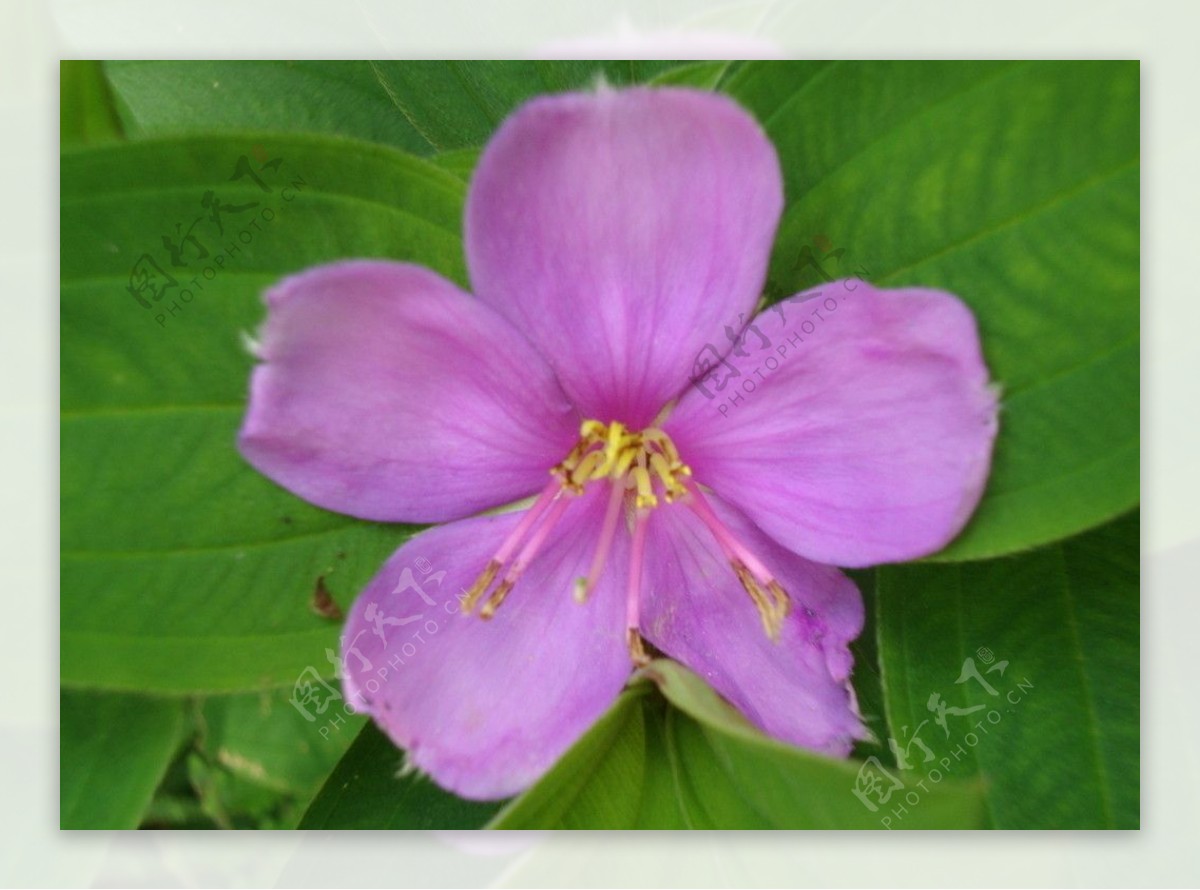 粉紫花图片