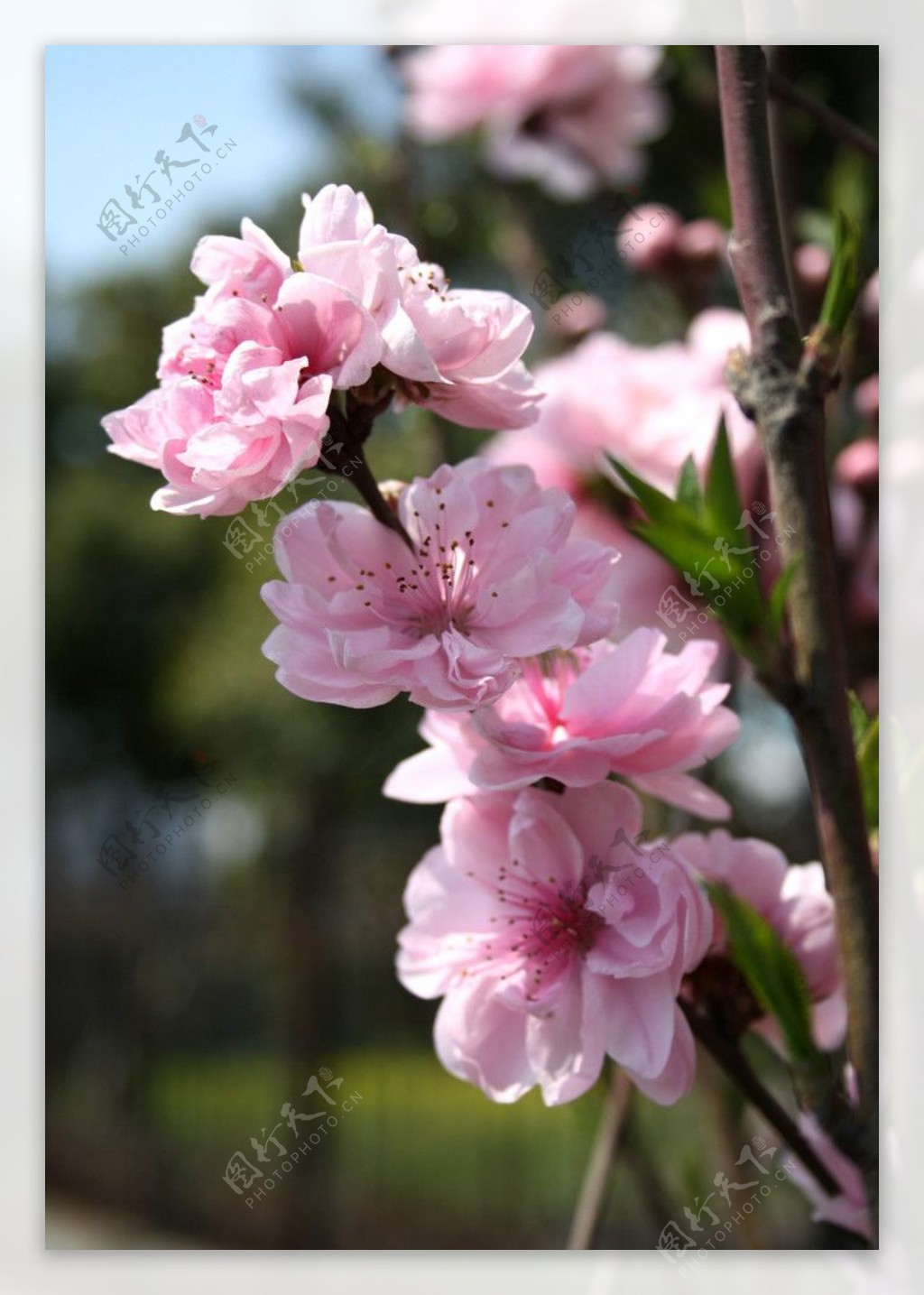 桃花层层高图片